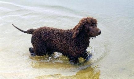 Опис породи собак ірландський водяний спанієль з відгуками і фото