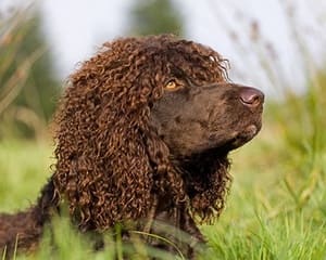 Опис породи собак ірландський водяний спанієль з відгуками і фото