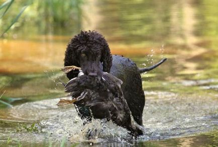 Опис породи собак ірландський водяний спанієль з відгуками і фото