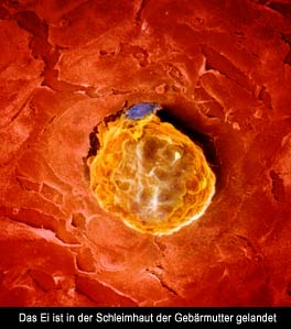Запліднення яйцеклітини і її розвиток - блог моя бетешка