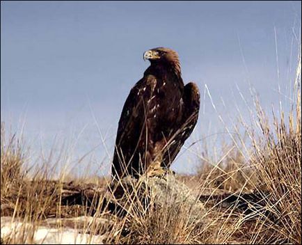 Vulturul vulturului de aur (aquila chrysaetos) aspectul vulturului de aur are dimensiuni de distribuție a culorii