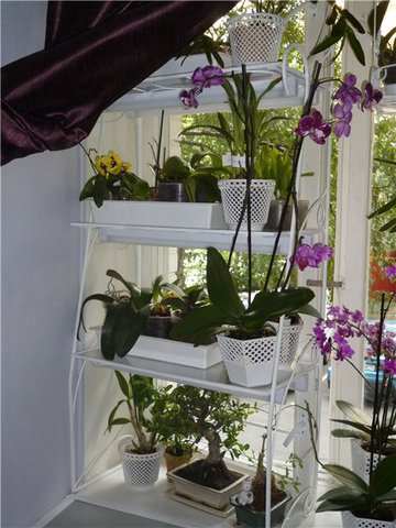 Orhideele din interior sau modurile de plasare a orhideelor ​​- adeniums, orhidee și alte plante