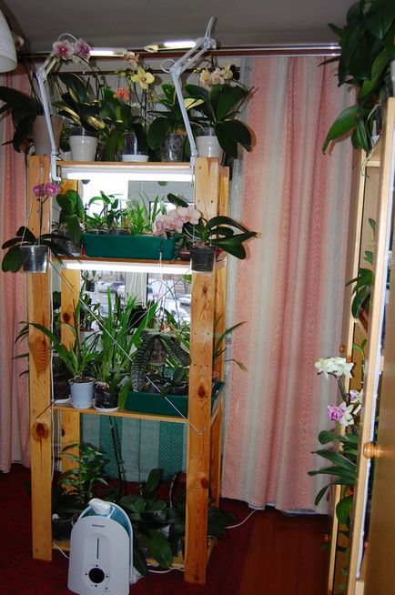 Orchideák a belső vagy módok orchideák szállás - Adenium, orchideák és más növények