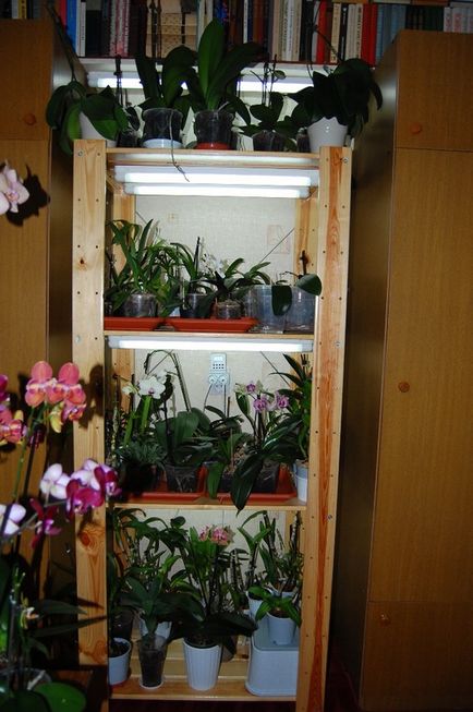 Orchideák a belső vagy módok orchideák szállás - Adenium, orchideák és más növények