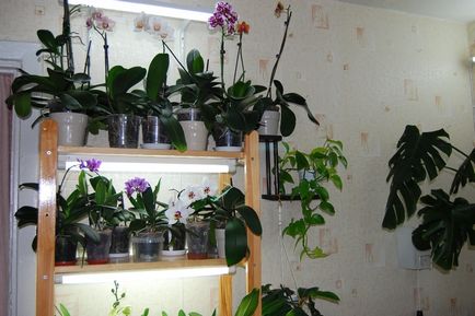 Orhideele din interior sau modurile de plasare a orhideelor ​​- adeniums, orhidee și alte plante