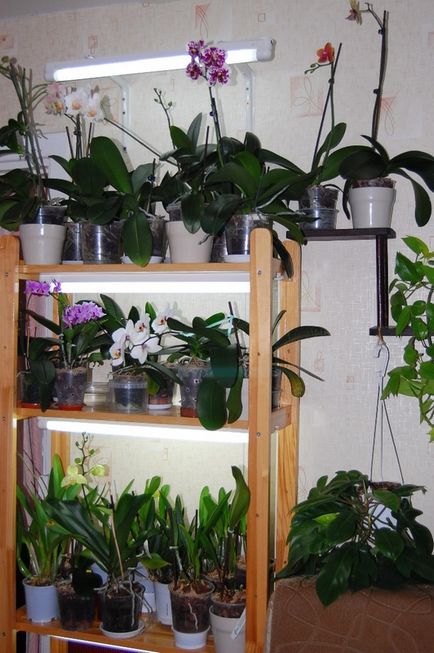 Орхідеї в інтер'єрі або способи розміщення орхідей - адениума, орхідеї та інші рослини