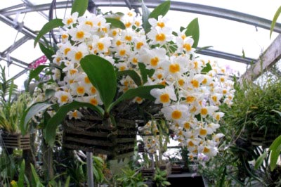 Dendrobium orchidea otthoni gondozást