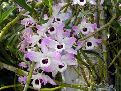 Orchid dendrobium îngrijire la domiciliu