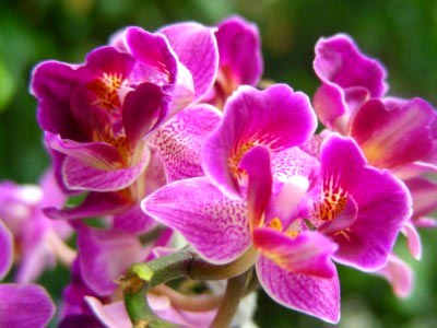 Dendrobium orchidea otthoni gondozást