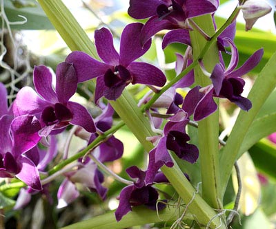 Orchid dendrobium îngrijire la domiciliu