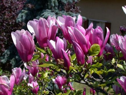 Înmormântarea și îngrijirea de toamnă pentru magnolia