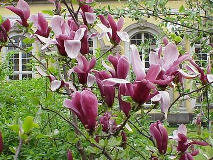 Înmormântarea și îngrijirea de toamnă pentru magnolia