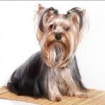 Fundamentele dietei, Yorkshire Terrier - totul despre yorkshire, castor, catelus, yorkie și informații utile