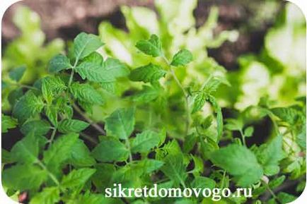 Caracteristicile de plantare a unei tomate, secretele unui brownie