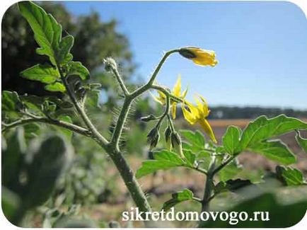 Caracteristicile de plantare a unei tomate, secretele unui brownie