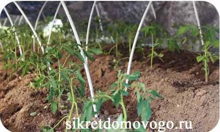 Caracteristicile de plantare a unei tomate, secretele unui brownie