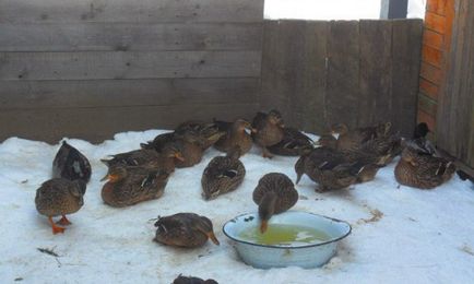 Особливості утримання та годування підсадних качок