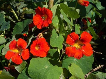 Jellemzők sarkantyúvirág növekszik az országban