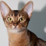 Recenzile proprietarilor pisicii abisinian