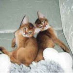 Відгуки власників абіссінської кішки