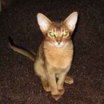 Recenzile proprietarilor pisicii abisinian