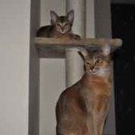 Відгуки власників абіссінської кішки