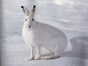 Полювання на зайця взимку