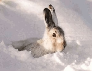 Vânătoare de iepure în iarna