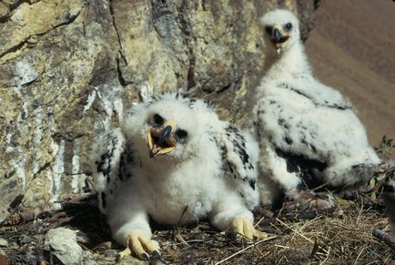 Vână cu caracteristici de vultur, fotografie, video - casa ta din sat