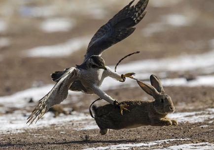 Vână cu caracteristici de vultur, fotografie, video - casa ta din sat