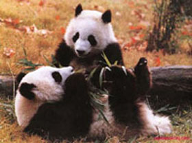 Panda, panda, panda