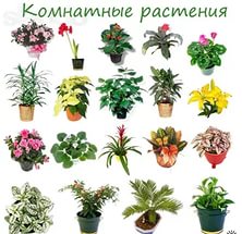Útlevél szobanövények adott készítmény és az alkalmazási kört (útlevél) szobanövények útlevél sajátosságairól készítés és alkalmazása