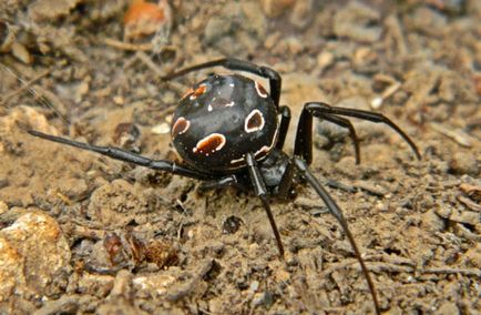 Spider fekete özvegy (Black Widow) - bemutató, táplálkozás, tenyésztés