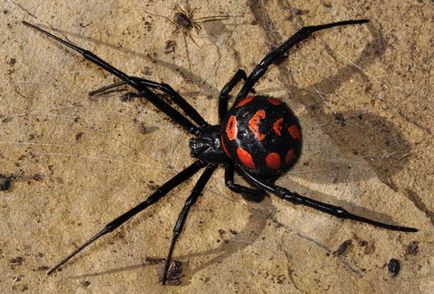 Spider fekete özvegy (Black Widow) - bemutató, táplálkozás, tenyésztés