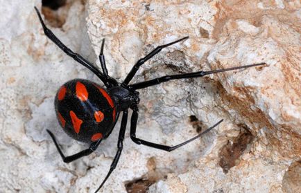 Spider fekete özvegy (Black Widow) - bemutató, táplálkozás, tenyésztés