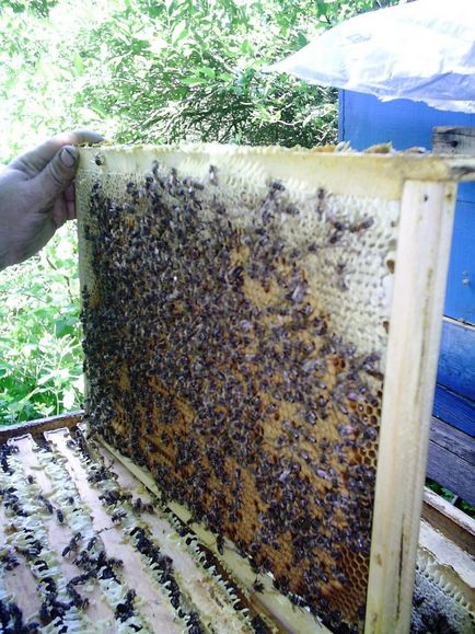 Bee Podmore és annak alkalmazása, a méhes Pankratovich