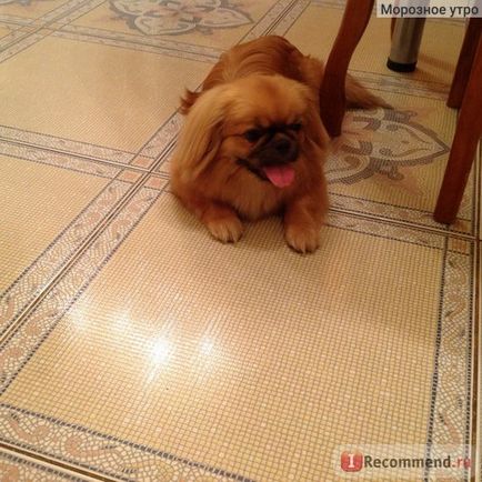 Pekines - 