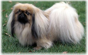 Pekingese (china - britanică), fotografie, îngrijire, boli