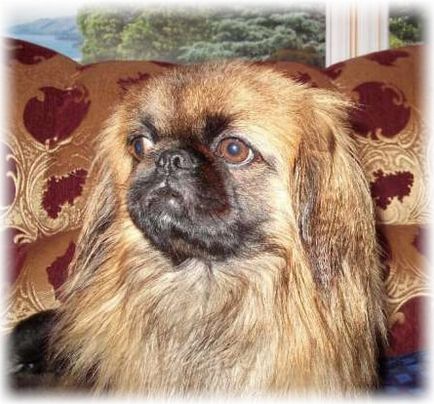 Pekingese (china - britanică), fotografie, îngrijire, boli