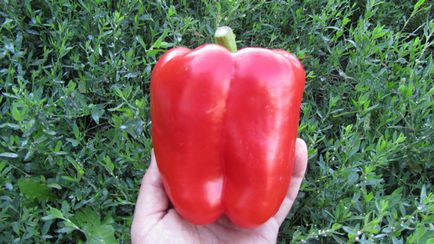 Pepper Heracleus recenzii ale grădinarilor, productivitatea soiului, caracteristicile și descrierea cu fotografie
