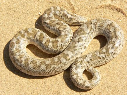 Sand Boa (eryx miliaris) - lumea cunoașterii