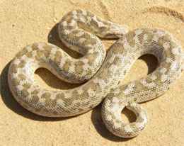 Sand boa constrictor - lumea animalelor