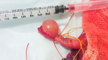 Pyometra, ciszták, daganatok - ezért az ötlet végző piruett (ivarzás elnyomás) Pyometra, ciszták, daganatok - ezért az ötlet teljesítő piruett