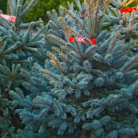 Óvoda - hangulat a legjobb karácsonyfa piacon Rostov-on-Don