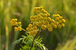 Tansy și proprietăți medicinale hepatice, contraindicații