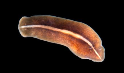 Planaria maron - planaria torva