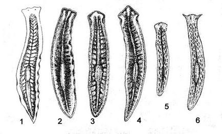 Planaria maron - planaria torva