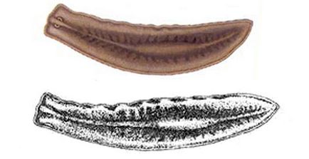 Planaria maron - planaria torva