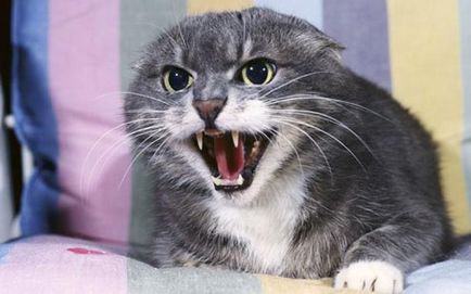 Miért macskák lett agresszív női világ