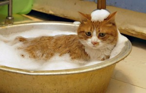 De ce pisicile se tem de fotografia cu apă cum să obișnuiască o pisică cu apă